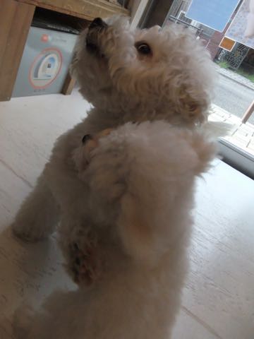 ビションフリーゼトリミング文京区フントヒュッテ駒込hundehutteビションフリーゼカット画像ビションカット都内ペットホテル料金東京犬温泉効果_36.jpg