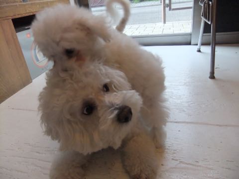 ビションフリーゼトリミング文京区フントヒュッテ駒込hundehutteビションフリーゼカット画像ビションカット都内ペットホテル料金東京犬温泉効果_37.jpg