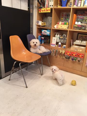 ビションフリーゼトリミング文京区フントヒュッテ駒込hundehutteビションフリーゼカット画像ビションカット都内ペットホテル料金東京犬温泉効果_38.jpg