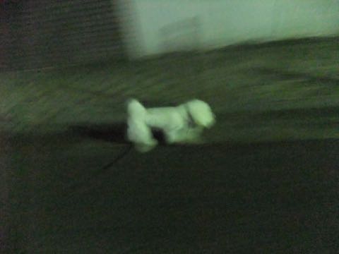 ビションフリーゼトリミング文京区フントヒュッテ駒込hundehutteビションフリーゼカット画像ビションカット都内ペットホテル料金東京犬温泉効果_39.jpg