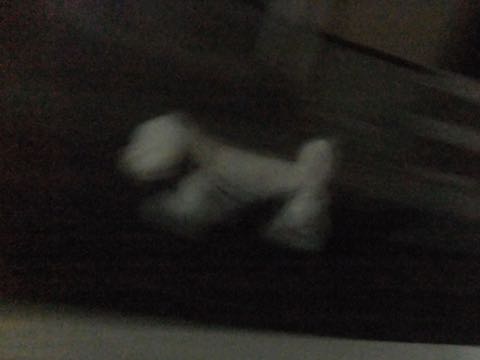 ビションフリーゼトリミング文京区フントヒュッテ駒込hundehutteビションフリーゼカット画像ビションカット都内ペットホテル料金東京犬温泉効果_40.jpg