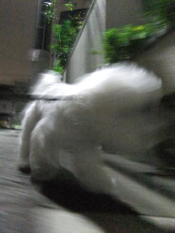 ビションフリーゼトリミング文京区フントヒュッテ駒込hundehutteビションフリーゼカット画像ビションカット都内ペットホテル料金東京犬温泉効果_41.jpg