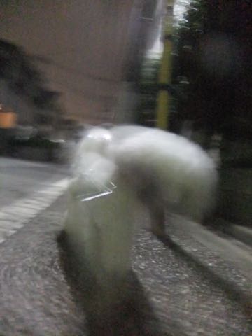 ビションフリーゼトリミング文京区フントヒュッテ駒込hundehutteビションフリーゼカット画像ビションカット都内ペットホテル料金東京犬温泉効果_43.jpg