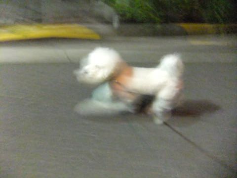 ビションフリーゼトリミング文京区フントヒュッテ駒込hundehutteビションフリーゼカット画像ビションカット都内ペットホテル料金東京犬温泉効果_44.jpg