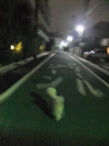 ビションフリーゼトリミング文京区フントヒュッテ駒込hundehutteビションフリーゼカット画像ビションカット都内ペットホテル料金東京犬温泉効果_45.jpg