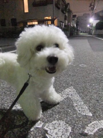 ビションフリーゼトリミング文京区フントヒュッテ駒込hundehutteビションフリーゼカット画像ビションカット都内ペットホテル料金東京犬温泉効果_46.jpg