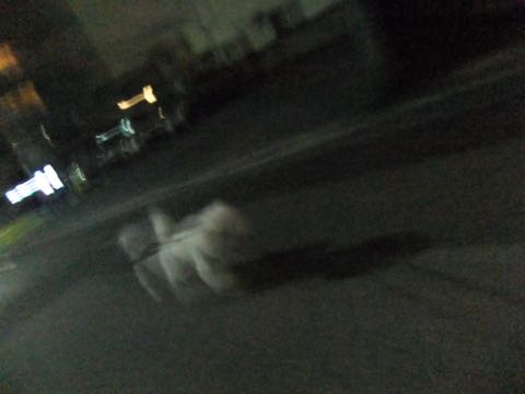 ビションフリーゼトリミング文京区フントヒュッテ駒込hundehutteビションフリーゼカット画像ビションカット都内ペットホテル料金東京犬温泉効果_47.jpg