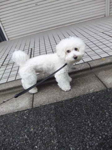 ビションフリーゼトリミング文京区フントヒュッテ駒込hundehutteビションフリーゼカット画像ビションカット都内ペットホテル料金東京犬温泉効果_48.jpg