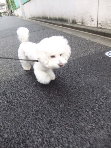 ビションフリーゼトリミング文京区フントヒュッテ駒込hundehutteビションフリーゼカット画像ビションカット都内ペットホテル料金東京犬温泉効果_49.jpg