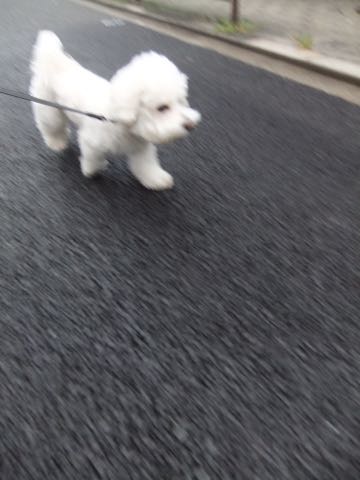 ビションフリーゼトリミング文京区フントヒュッテ駒込hundehutteビションフリーゼカット画像ビションカット都内ペットホテル料金東京犬温泉効果_50.jpg