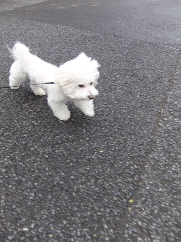 ビションフリーゼトリミング文京区フントヒュッテ駒込hundehutteビションフリーゼカット画像ビションカット都内ペットホテル料金東京犬温泉効果_51.jpg