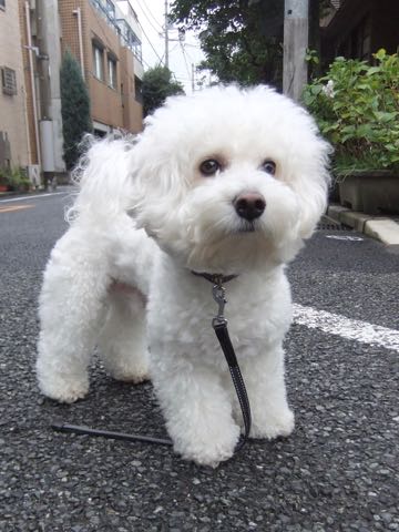 ビションフリーゼトリミング文京区フントヒュッテ駒込hundehutteビションフリーゼカット画像ビションカット都内ペットホテル料金東京犬温泉効果_52.jpg