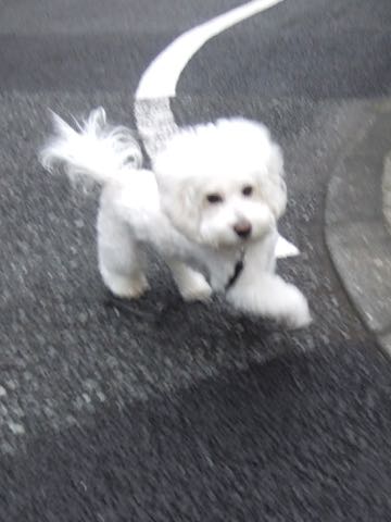 ビションフリーゼトリミング文京区フントヒュッテ駒込hundehutteビションフリーゼカット画像ビションカット都内ペットホテル料金東京犬温泉効果_53.jpg