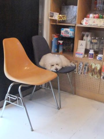 ビションフリーゼトリミング文京区フントヒュッテ駒込hundehutteビションフリーゼカット画像ビションカット都内ペットホテル料金東京犬温泉効果_55.jpg