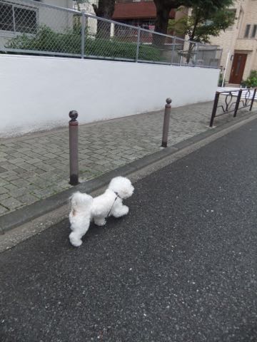 ビションフリーゼトリミング文京区フントヒュッテ駒込hundehutteビションフリーゼカット画像ビションカット都内ペットホテル料金東京犬温泉効果_56.jpg