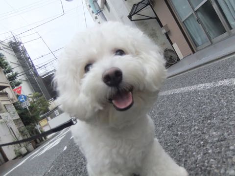 ビションフリーゼトリミング文京区フントヒュッテ駒込hundehutteビションフリーゼカット画像ビションカット都内ペットホテル料金東京犬温泉効果_57.jpg