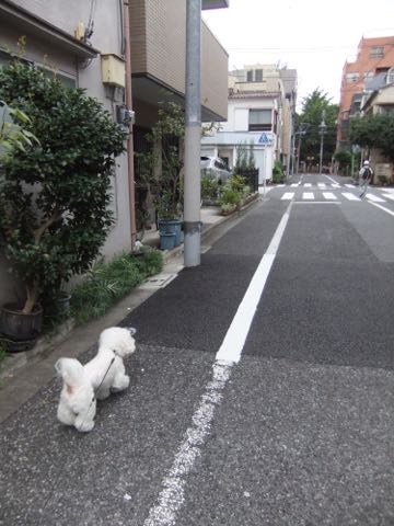 ビションフリーゼトリミング文京区フントヒュッテ駒込hundehutteビションフリーゼカット画像ビションカット都内ペットホテル料金東京犬温泉効果_58.jpg