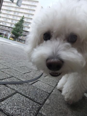 ビションフリーゼトリミング文京区フントヒュッテ駒込hundehutteビションフリーゼカット画像ビションカット都内ペットホテル料金東京犬温泉効果_59.jpg