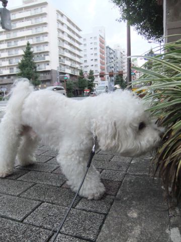 ビションフリーゼトリミング文京区フントヒュッテ駒込hundehutteビションフリーゼカット画像ビションカット都内ペットホテル料金東京犬温泉効果_60.jpg
