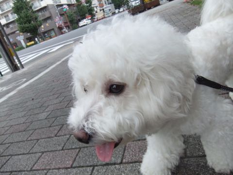 ビションフリーゼトリミング文京区フントヒュッテ駒込hundehutteビションフリーゼカット画像ビションカット都内ペットホテル料金東京犬温泉効果_61.jpg