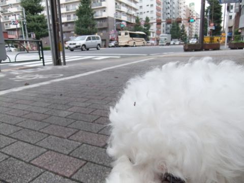 ビションフリーゼトリミング文京区フントヒュッテ駒込hundehutteビションフリーゼカット画像ビションカット都内ペットホテル料金東京犬温泉効果_62.jpg