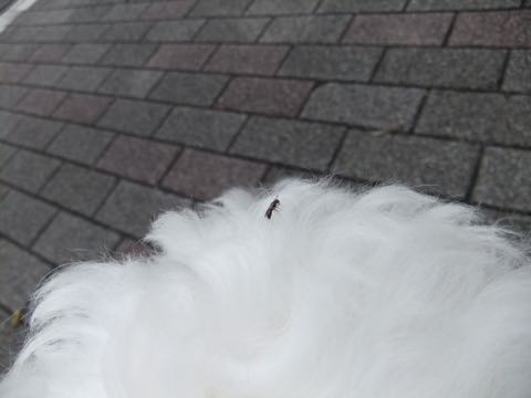 ビションフリーゼトリミング文京区フントヒュッテ駒込hundehutteビションフリーゼカット画像ビションカット都内ペットホテル料金東京犬温泉効果_63.jpg