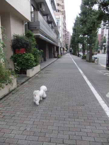 ビションフリーゼトリミング文京区フントヒュッテ駒込hundehutteビションフリーゼカット画像ビションカット都内ペットホテル料金東京犬温泉効果_64.jpg