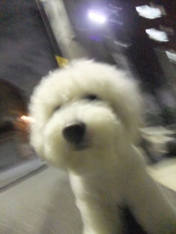 ビションフリーゼトリミング文京区フントヒュッテ駒込hundehutteビションフリーゼカット画像ビションカット都内ペットホテル料金東京犬温泉効果_68.jpg