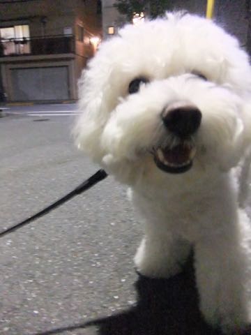 ビションフリーゼトリミング文京区フントヒュッテ駒込hundehutteビションフリーゼカット画像ビションカット都内ペットホテル料金東京犬温泉効果_69.jpg