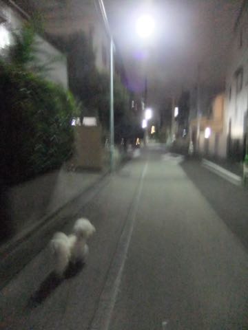 ビションフリーゼトリミング文京区フントヒュッテ駒込hundehutteビションフリーゼカット画像ビションカット都内ペットホテル料金東京犬温泉効果_70.jpg