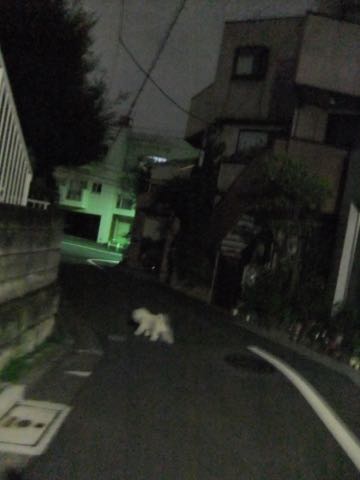 ビションフリーゼトリミング文京区フントヒュッテ駒込hundehutteビションフリーゼカット画像ビションカット都内ペットホテル料金東京犬温泉効果_71.jpg
