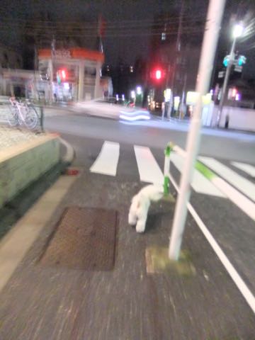 ビションフリーゼトリミング文京区フントヒュッテ駒込hundehutteビションフリーゼカット画像ビションカット都内ペットホテル料金東京犬温泉効果_73.jpg