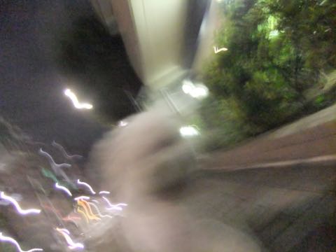 ビションフリーゼトリミング文京区フントヒュッテ駒込hundehutteビションフリーゼカット画像ビションカット都内ペットホテル料金東京犬温泉効果_74.jpg