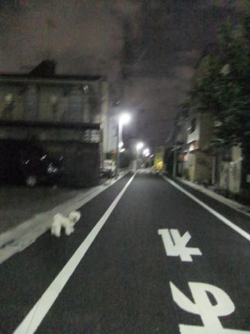 ビションフリーゼトリミング文京区フントヒュッテ駒込hundehutteビションフリーゼカット画像ビションカット都内ペットホテル料金東京犬温泉効果_75.jpg