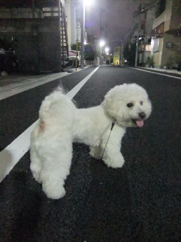 ビションフリーゼトリミング文京区フントヒュッテ駒込hundehutteビションフリーゼカット画像ビションカット都内ペットホテル料金東京犬温泉効果_76.jpg