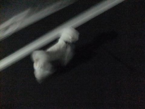 ビションフリーゼトリミング文京区フントヒュッテ駒込hundehutteビションフリーゼカット画像ビションカット都内ペットホテル料金東京犬温泉効果_77.jpg