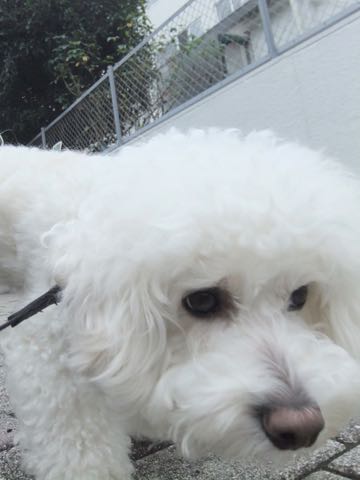 ビションフリーゼトリミング文京区フントヒュッテ駒込hundehutteビションフリーゼカット画像ビションカット都内ペットホテル料金東京犬温泉効果_79.jpg