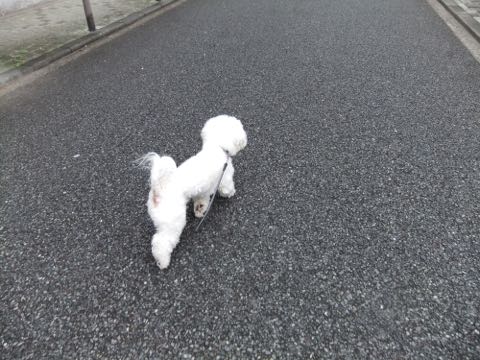 ビションフリーゼトリミング文京区フントヒュッテ駒込hundehutteビションフリーゼカット画像ビションカット都内ペットホテル料金東京犬温泉効果_80.jpg
