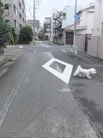 ビションフリーゼトリミング文京区フントヒュッテ駒込hundehutteビションフリーゼカット画像ビションカット都内ペットホテル料金東京犬温泉効果_81.jpg