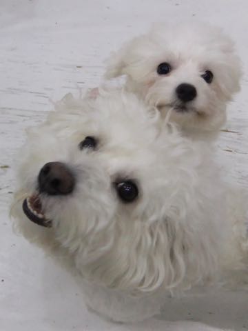 ビションフリーゼトリミング文京区フントヒュッテ駒込hundehutteビションフリーゼカット画像ビションカット都内ペットホテル料金東京犬温泉効果_83.jpg