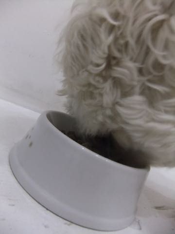 ビションフリーゼトリミング文京区フントヒュッテ駒込hundehutteビションフリーゼカット画像ビションカット都内ペットホテル料金東京犬温泉効果_85.jpg