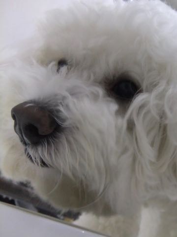 ビションフリーゼトリミング文京区フントヒュッテ駒込hundehutteビションフリーゼカット画像ビションカット都内ペットホテル料金東京犬温泉効果_86.jpg