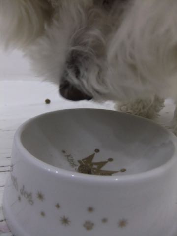 ビションフリーゼトリミング文京区フントヒュッテ駒込hundehutteビションフリーゼカット画像ビションカット都内ペットホテル料金東京犬温泉効果_87.jpg