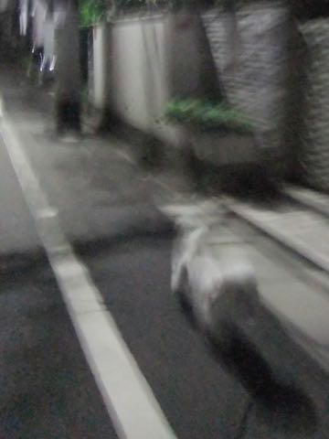 ビションフリーゼトリミング文京区フントヒュッテ駒込hundehutteビションフリーゼカット画像ビションカット都内ペットホテル料金東京犬温泉効果_93.jpg