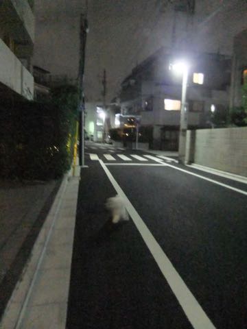ビションフリーゼトリミング文京区フントヒュッテ駒込hundehutteビションフリーゼカット画像ビションカット都内ペットホテル料金東京犬温泉効果_94.jpg