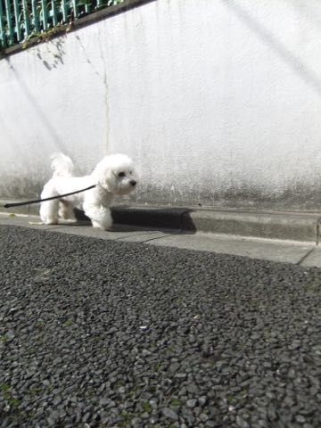 ビションフリーゼトリミング文京区フントヒュッテ駒込hundehutteビションフリーゼカット画像ビションカット都内ペットホテル料金東京犬温泉効果_98.jpg