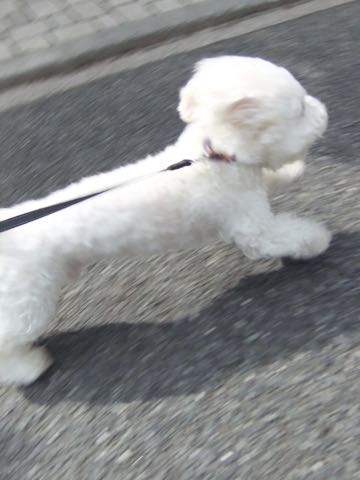 ビションフリーゼトリミング文京区フントヒュッテ駒込hundehutteビションフリーゼカット画像ビションカット都内ペットホテル料金東京犬温泉効果_99.jpg