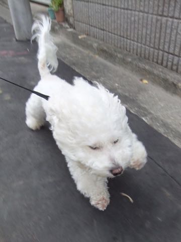 ビションフリーゼトリミング文京区フントヒュッテ駒込hundehutteビションフリーゼカット画像ビションカット都内ペットホテル料金東京犬温泉効果_101.jpg