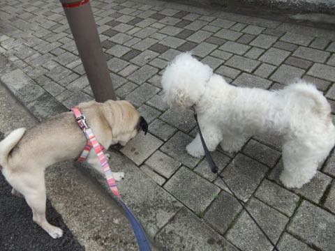 ビションフリーゼトリミング文京区フントヒュッテ駒込hundehutteビションフリーゼカット画像ビションカット都内ペットホテル料金東京犬温泉効果_102.jpg