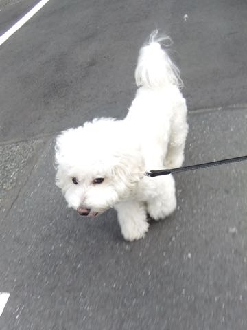 ビションフリーゼトリミング文京区フントヒュッテ駒込hundehutteビションフリーゼカット画像ビションカット都内ペットホテル料金東京犬温泉効果_105.jpg